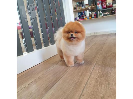 PoulaTo: Pomeranian puppies available